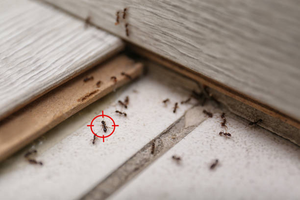 Flea Control Services in Muniz, TX